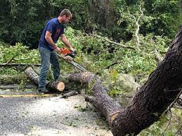 How Our Tree Care Process Works  in Buenaventura Lakes, FL