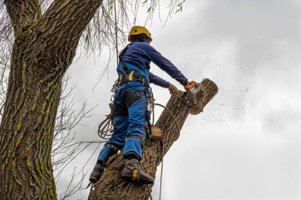 Mulching Services in Buenaventura Lakes, FL