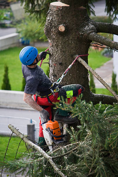 Best Stump Grinding and Removal  in Buenaventura Lakes, FL